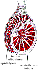 Section through a testicle.