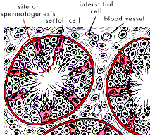 Closeup of the seminiferous tubules in cross section. Sperm cells mature they work their way down to the center of the tubule, where they are transported to the epididymis.